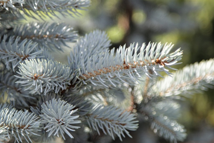 Ель Кристмас Блю