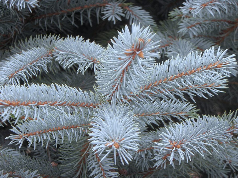 Ель колючая Фет Альберт