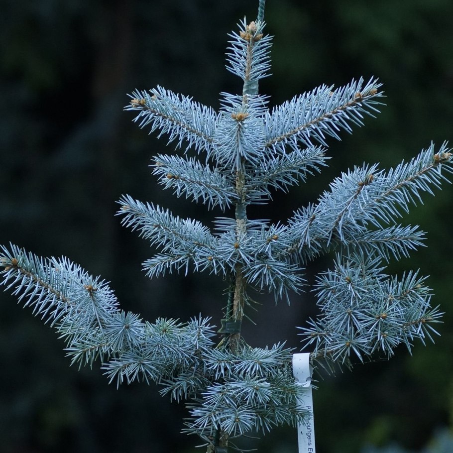 Ель колючая picea pungens