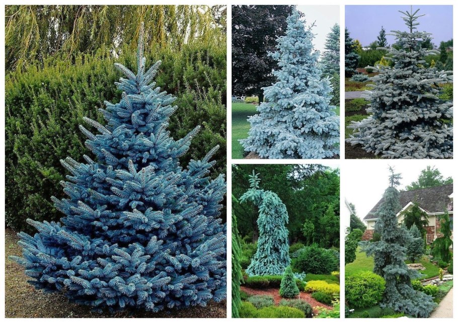 Ель Хупси главный элемент композиции