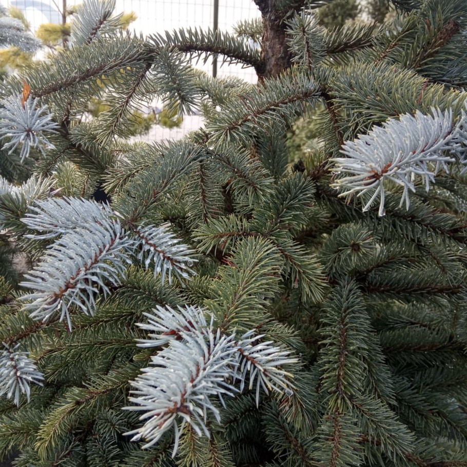 Ель колючая голубая фат Альберт