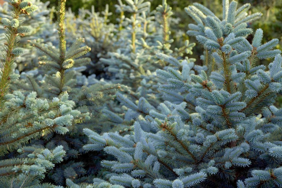 Picea pungens Hoopsii ель