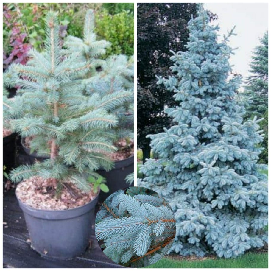 Ель голубая макси Блю