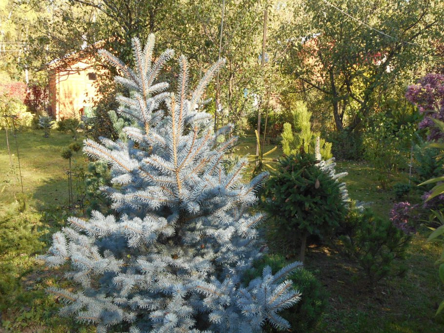 Ель колючая Picea pungens glauca