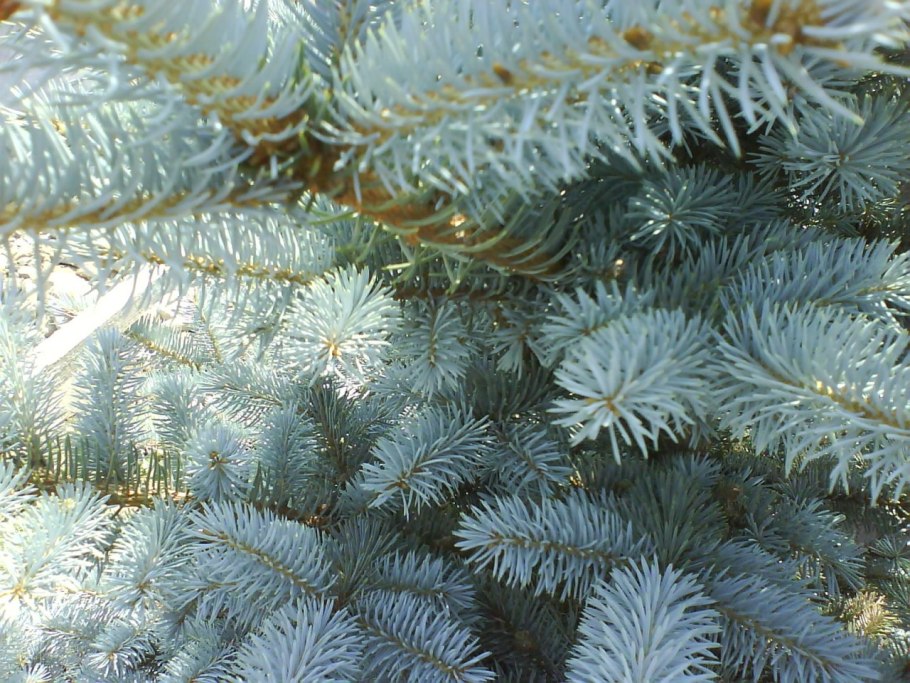 Ель голубая маджестик