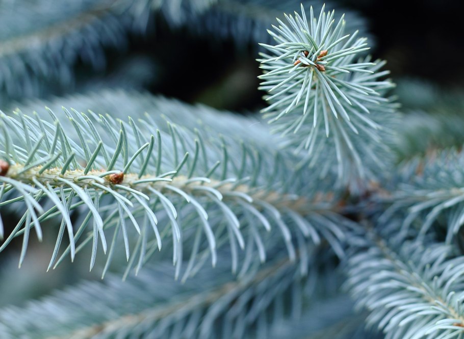 Ель колючая (Picea pungens glauca p9)