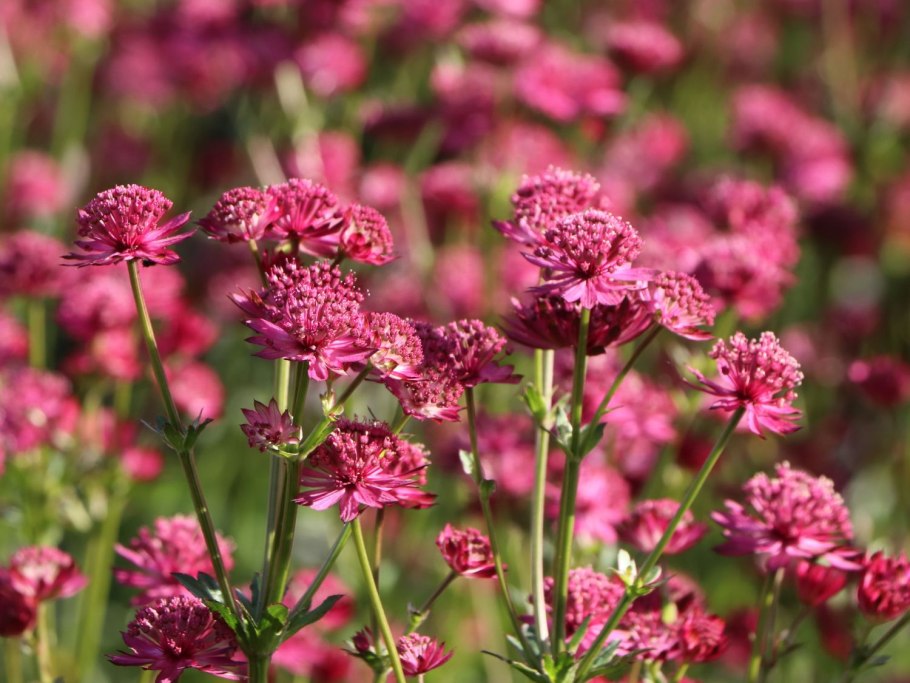 Астранция (Astrantia) Venice