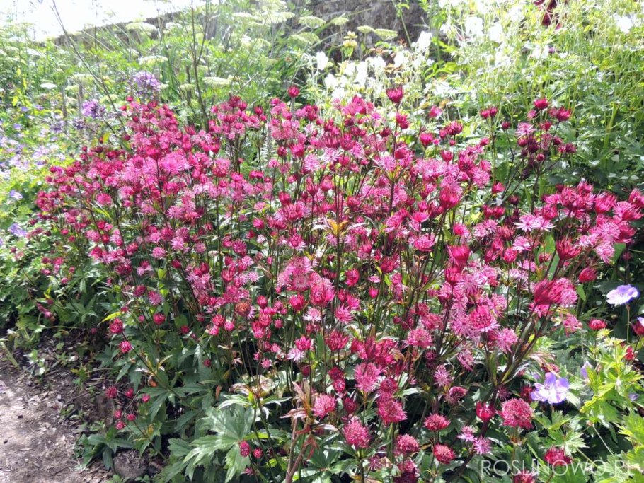 Астранция (Astrantia)Milano