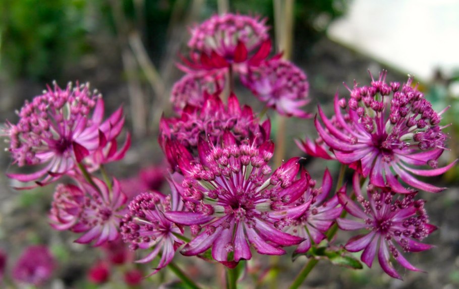 Астранция крупная (Astrantia Major)