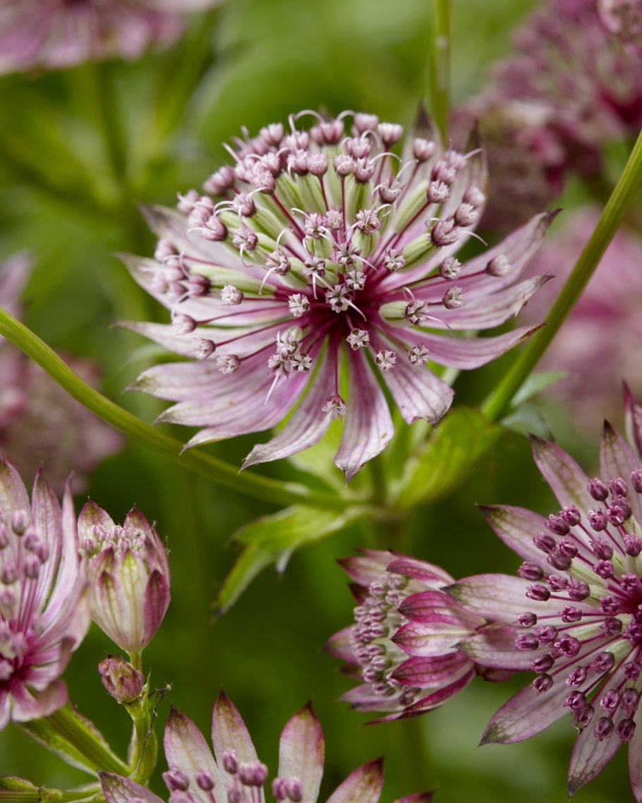 Astrantia Major