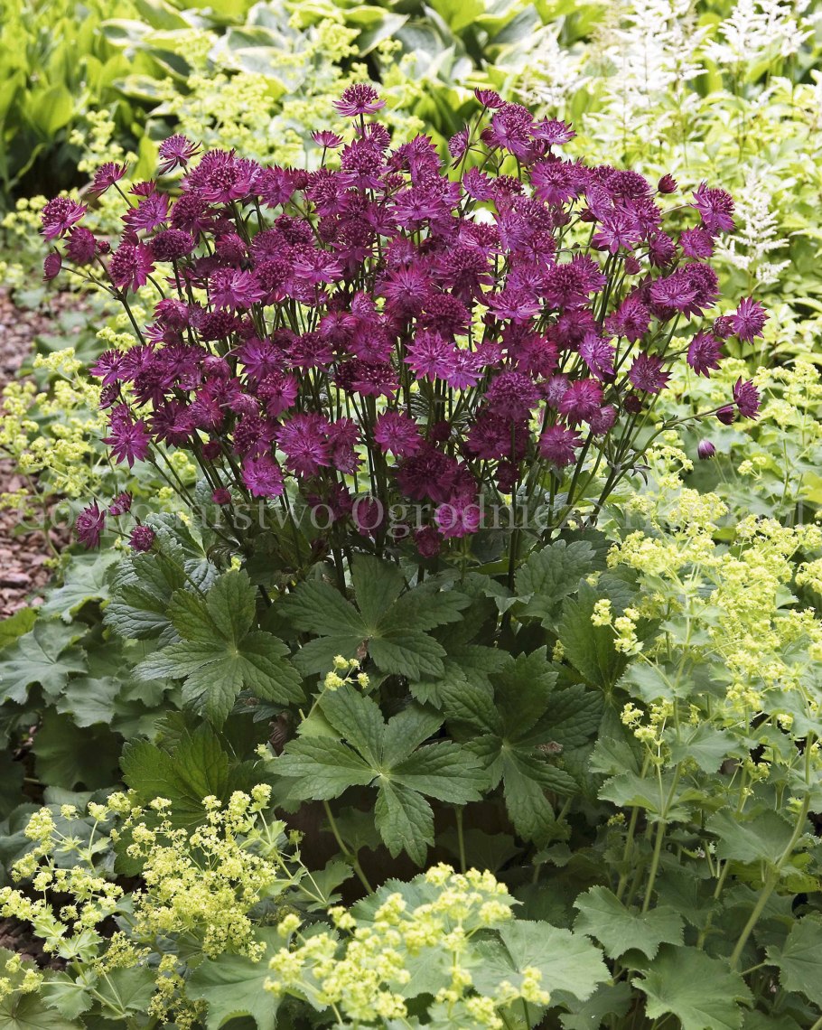 Астранция розенсимфони