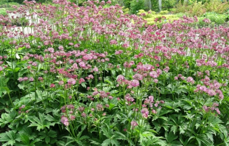 Астранция Примадонна