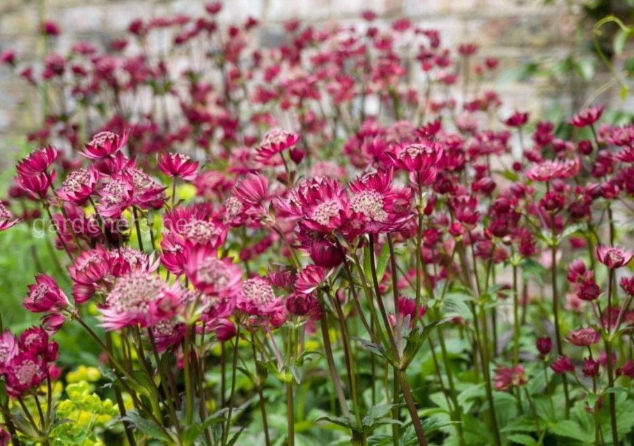 Астранция розовая симфония