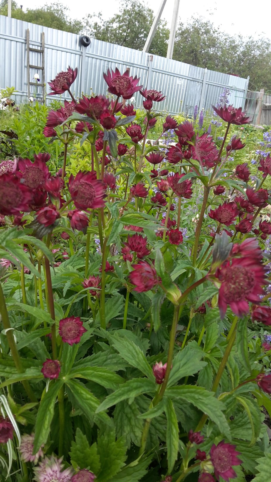 Астранция Кларет цветок