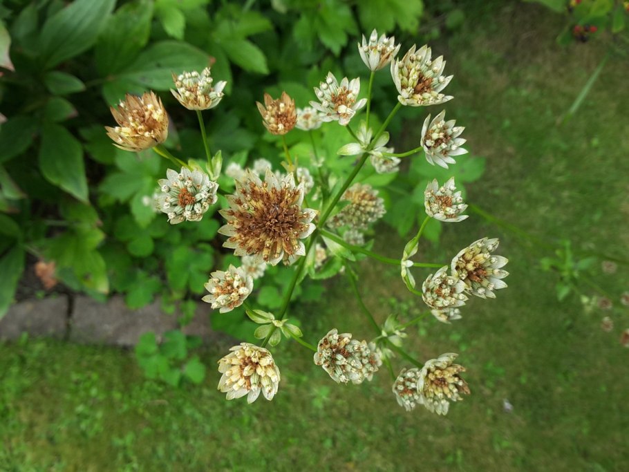 Астранция Major