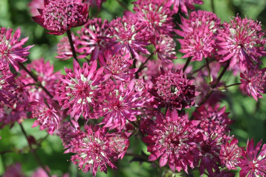 Астранция Мулен Руж