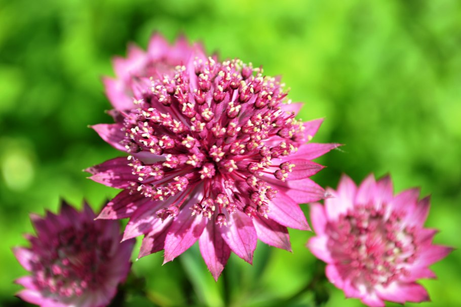 Астранция крупная 'Rosensinfonie'