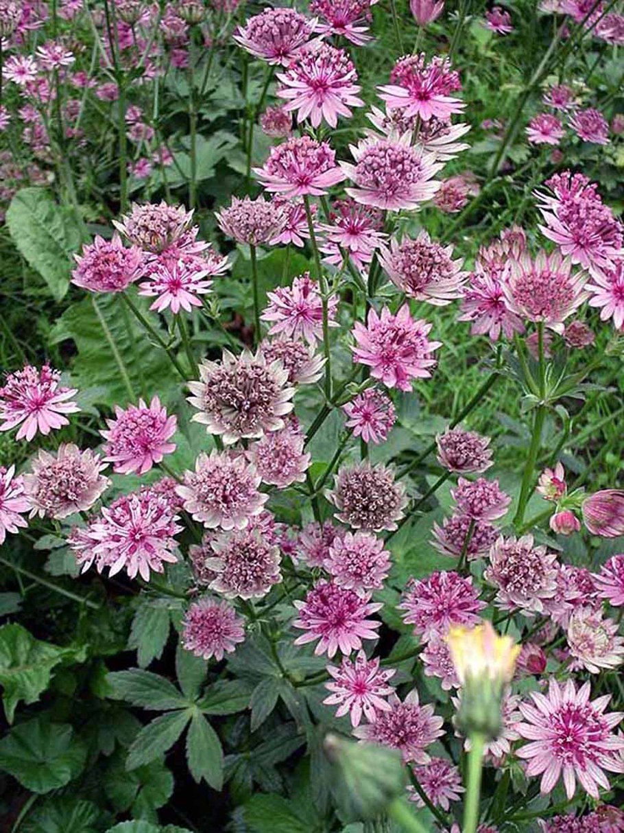 Astrantia Major 'ROMA'