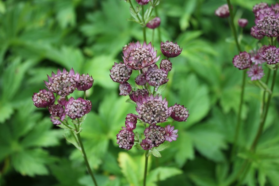 Astrantia Major. 'Venice'