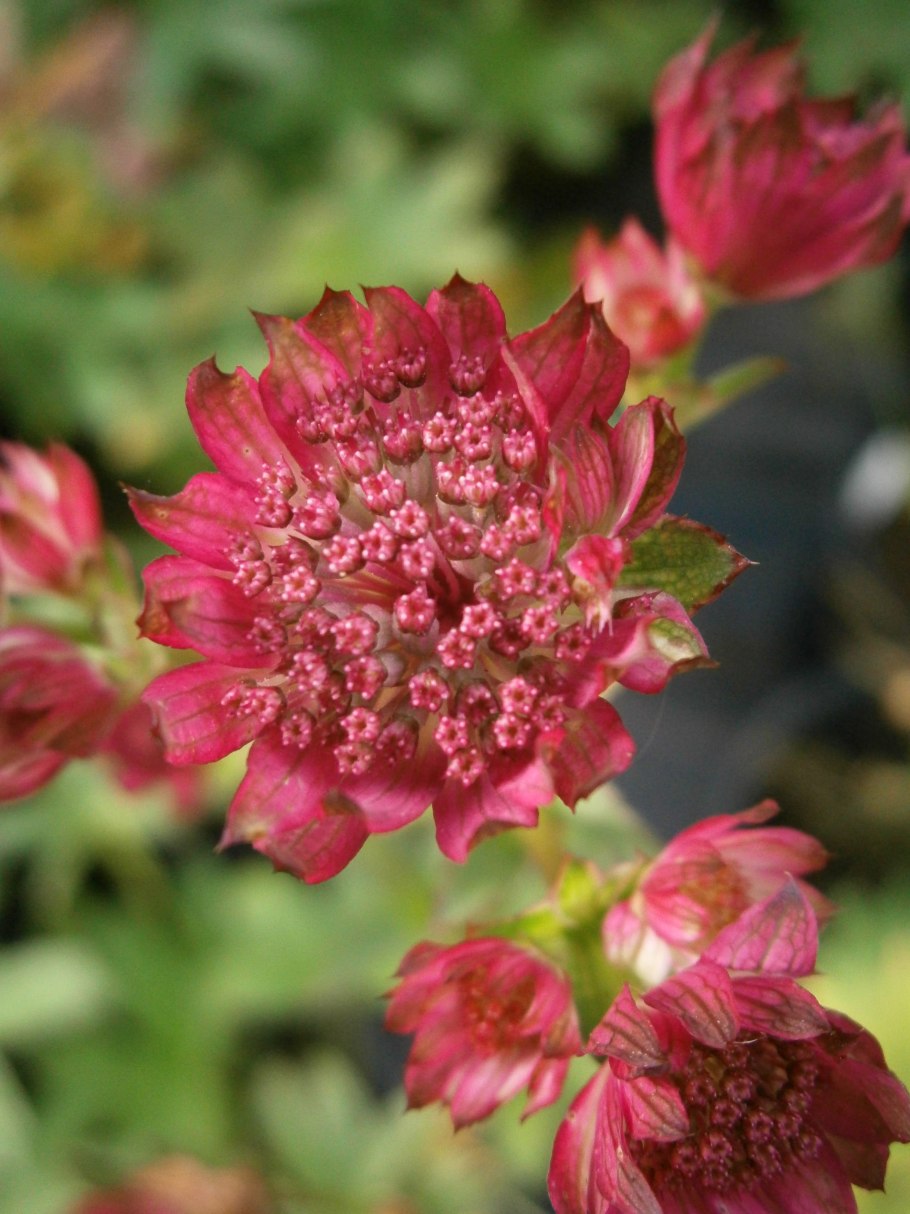 Астранция Major Реджойс