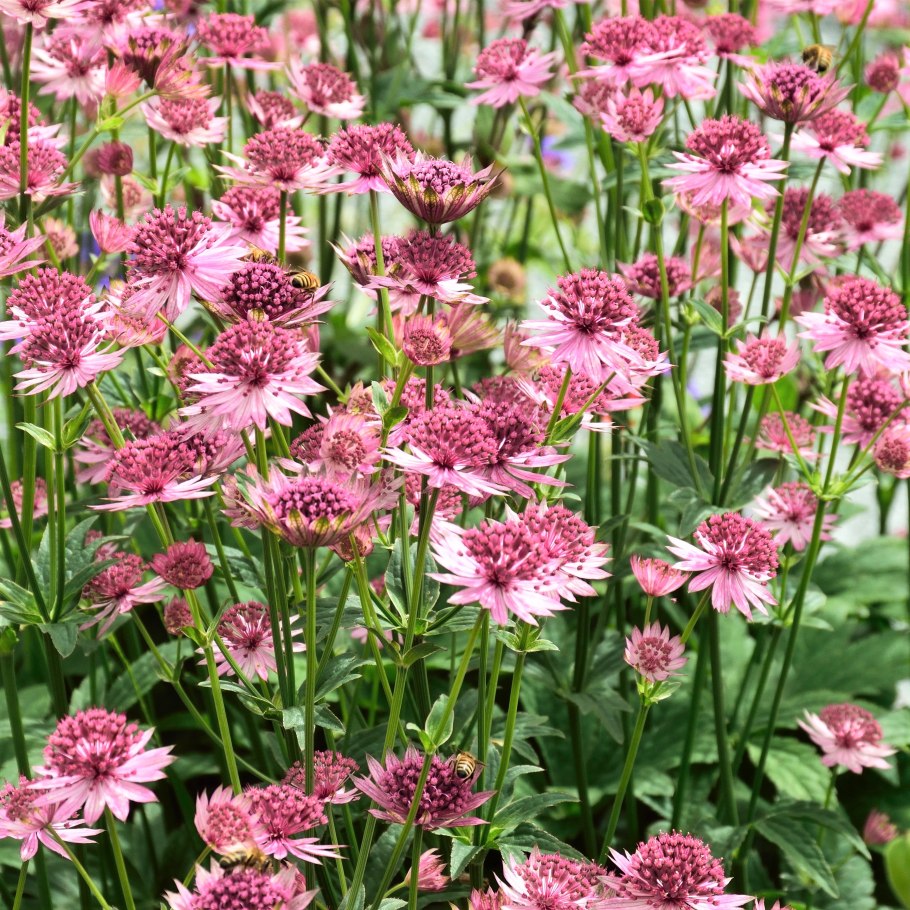Астранция Astrantia Major ROMA