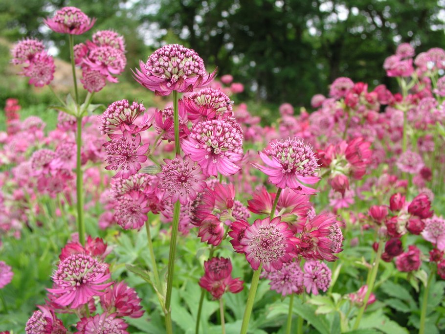 Астранция крупная (Astrantia Major)