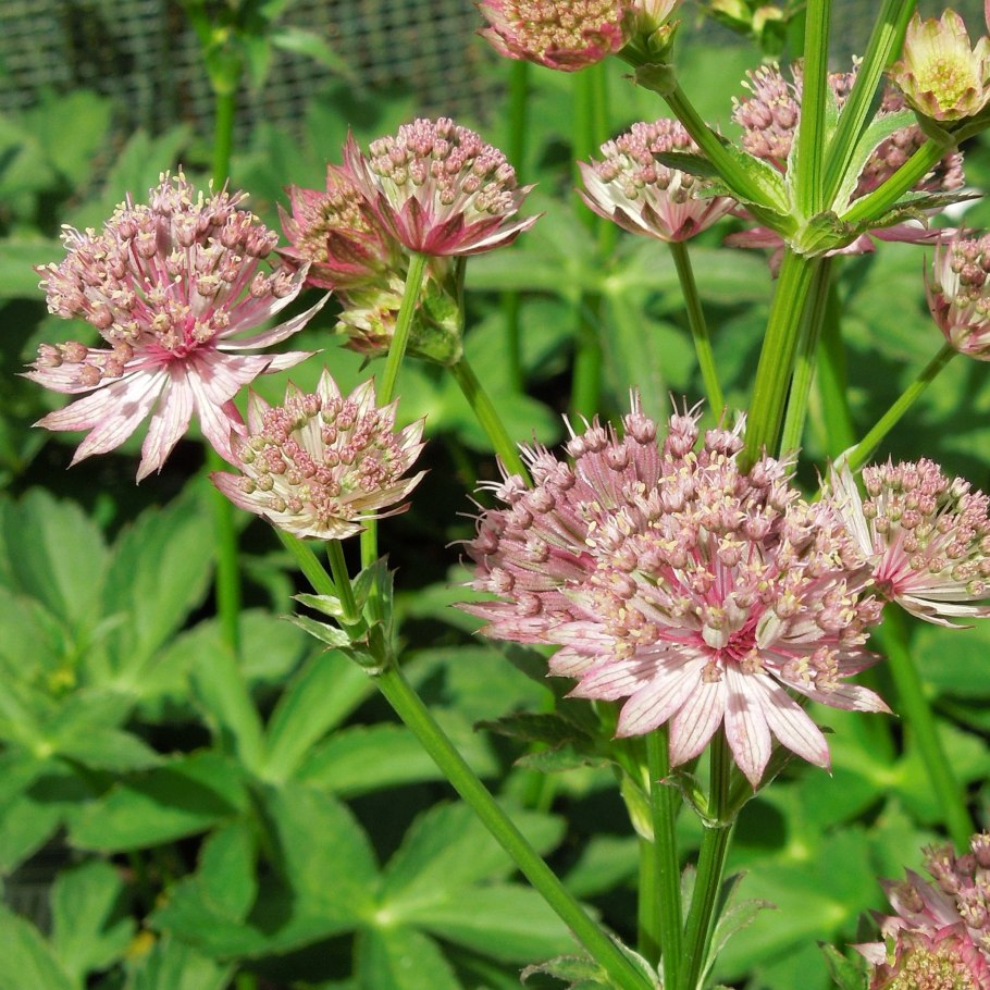 Астранция крупная ред Джойс