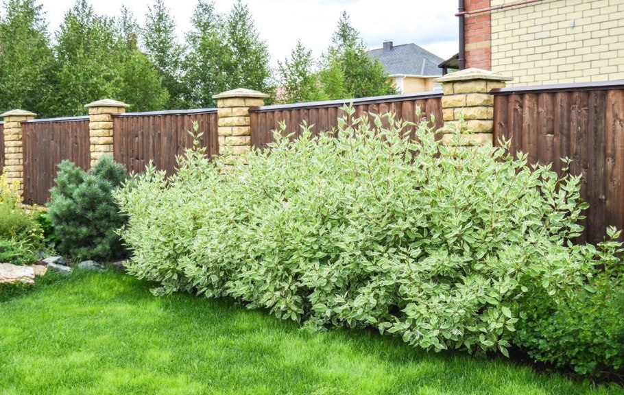 Дерен Живая изгородь