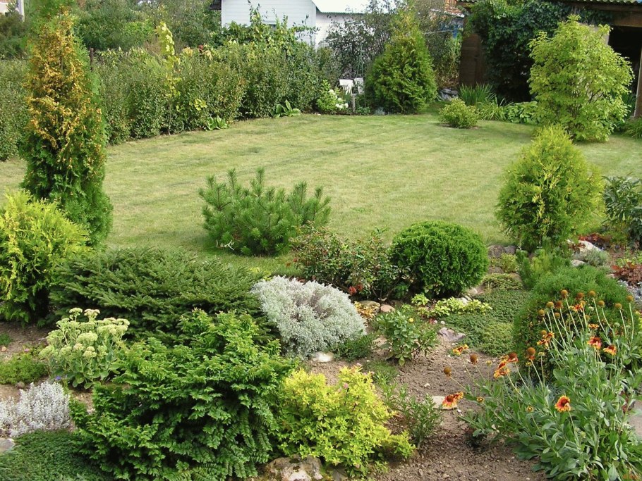 Хвойники и кустарники в саду