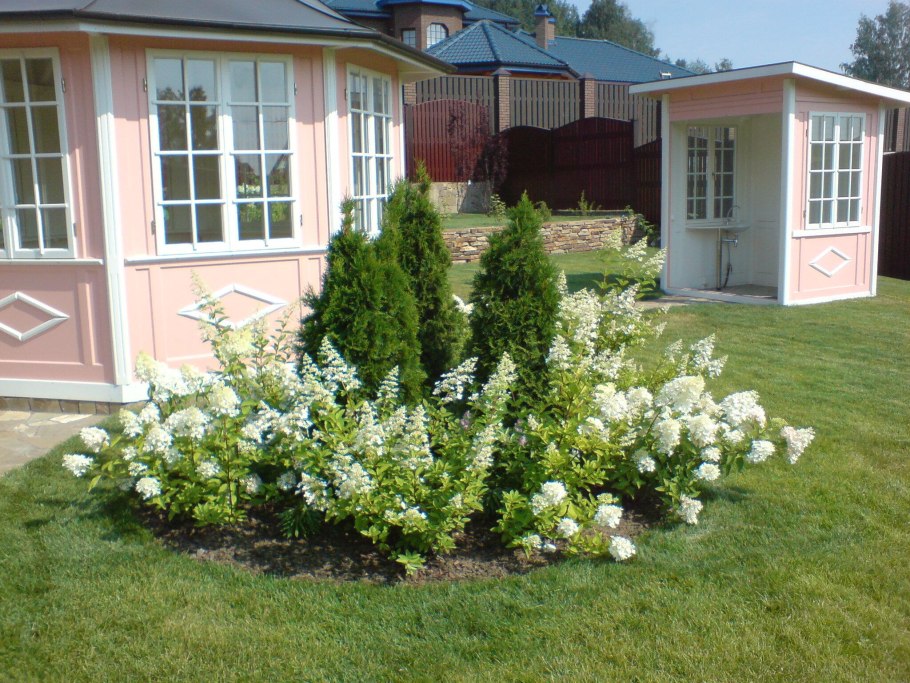 Гортензия кустарник чубушник