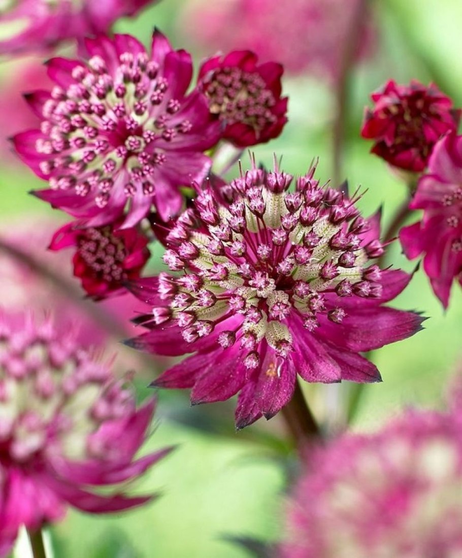 Астранция крупная (Astrantia Major)