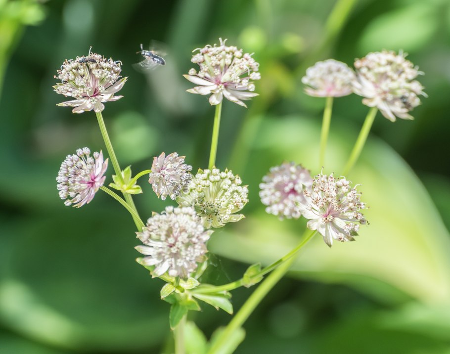 Astrantia major