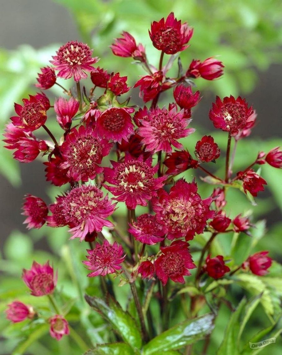 White giant Астранция