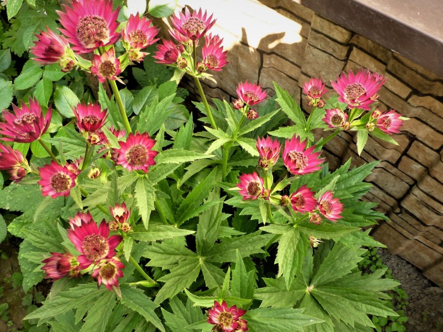 Астранция Альба