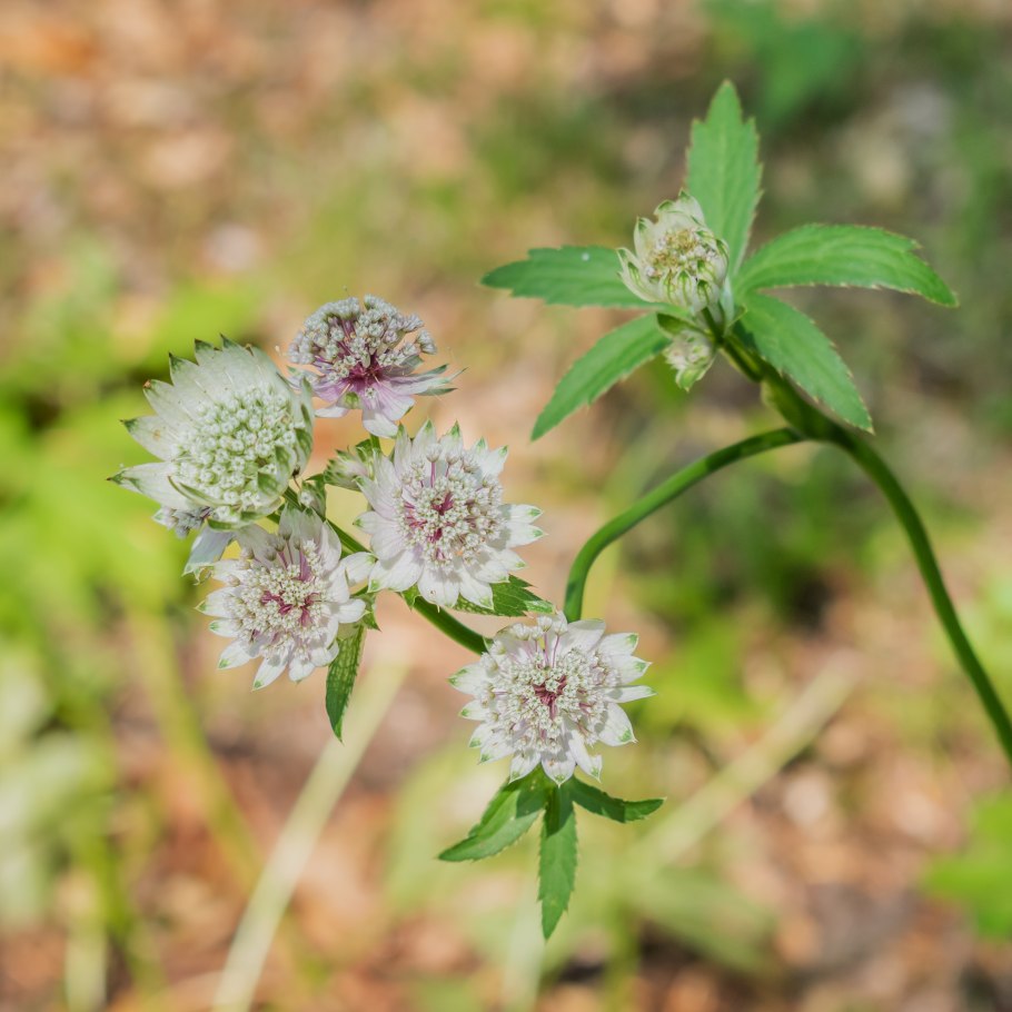 Астранция альба