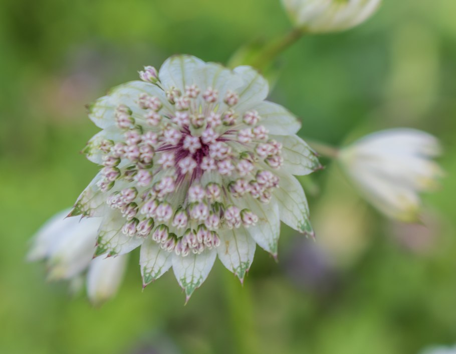 Астранция белая