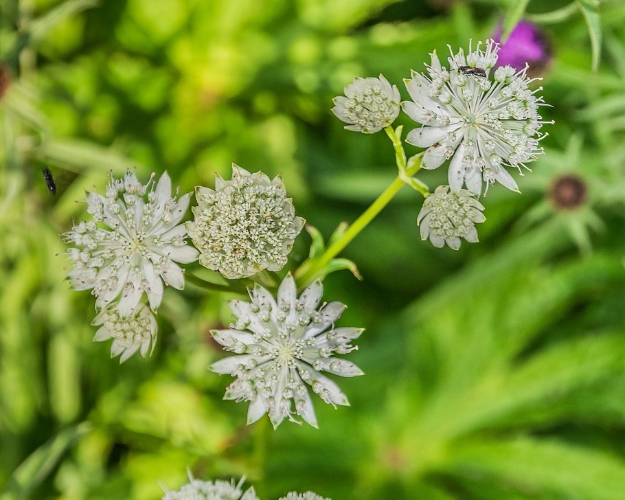 Астранция альба