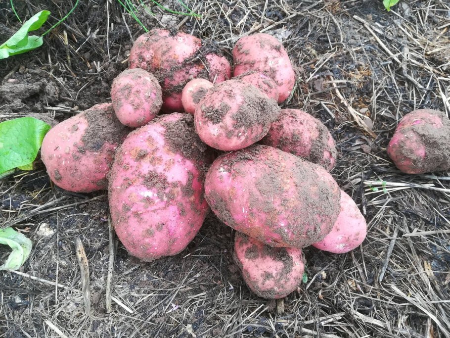 Ред Скарлет, Беллароза: