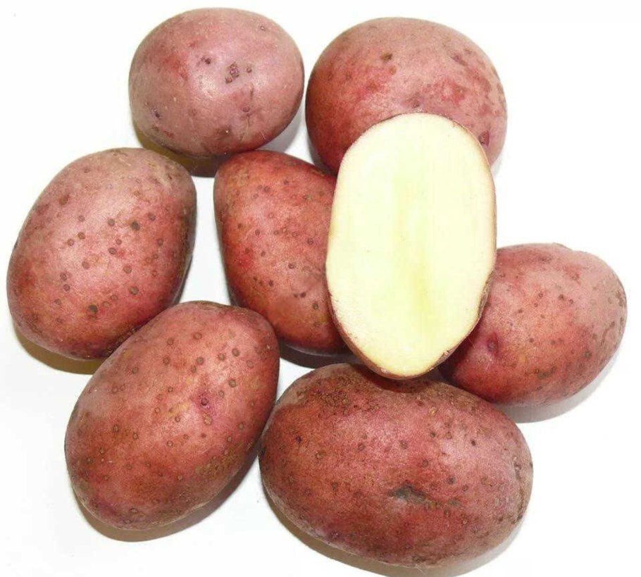 Алует сорт картофеля