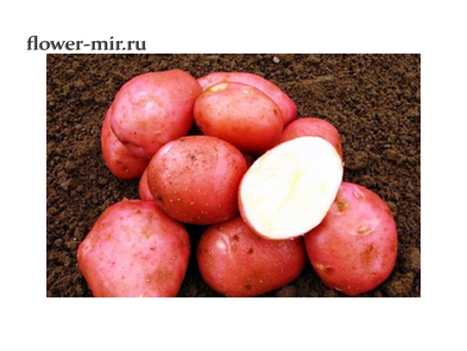 Картофель семенной Беллароза