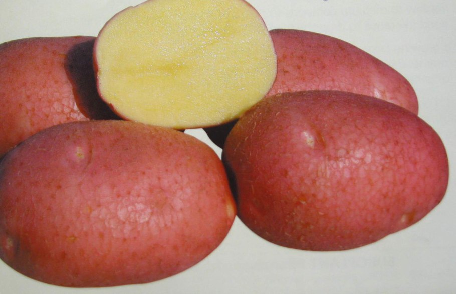 Сорт картофеля Беллароза