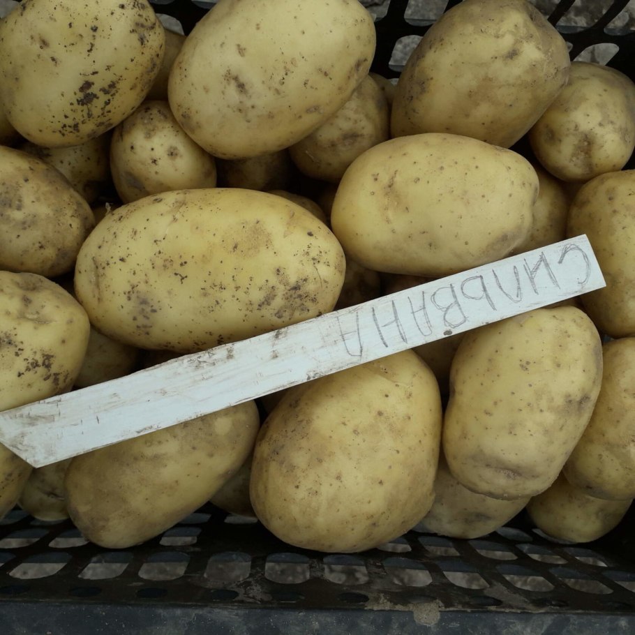 Сорт картофеля примабель