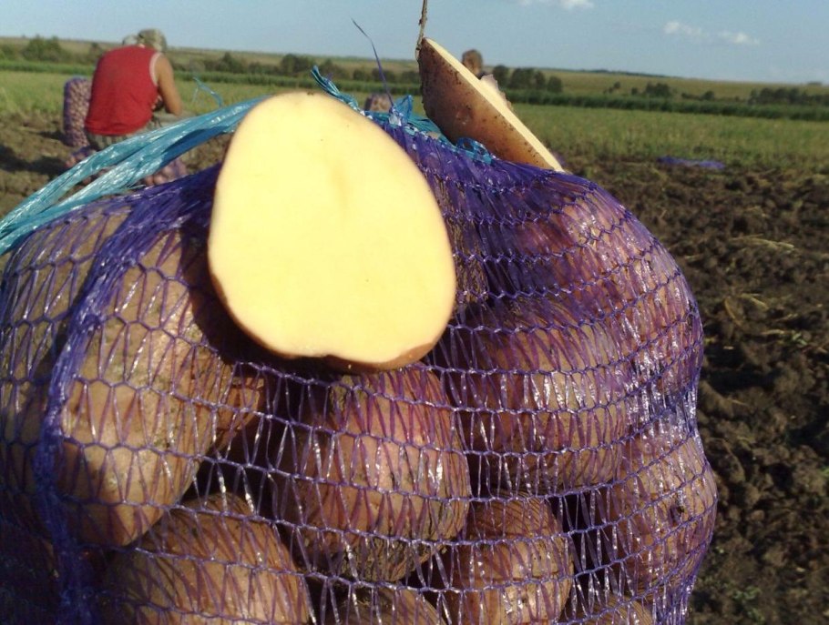 Картошка светлая