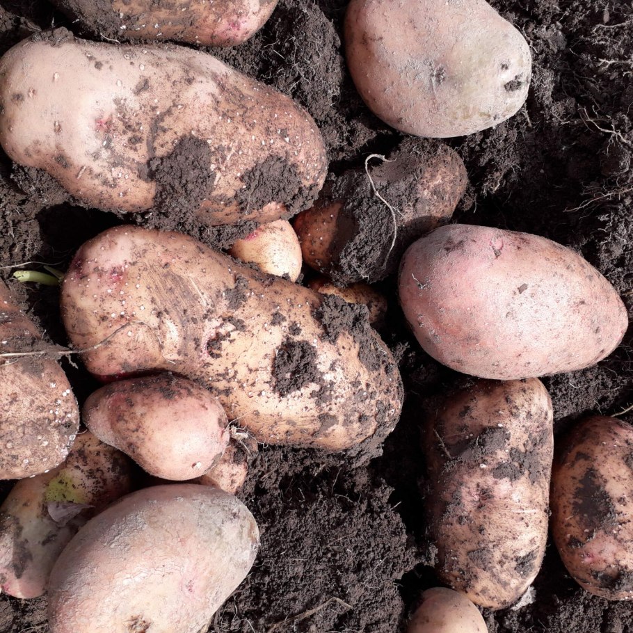 Картофель Коронада кг АО "РУСЕВРОПЛАНТ"