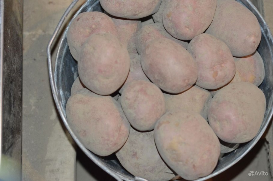 Сорт Беллароза