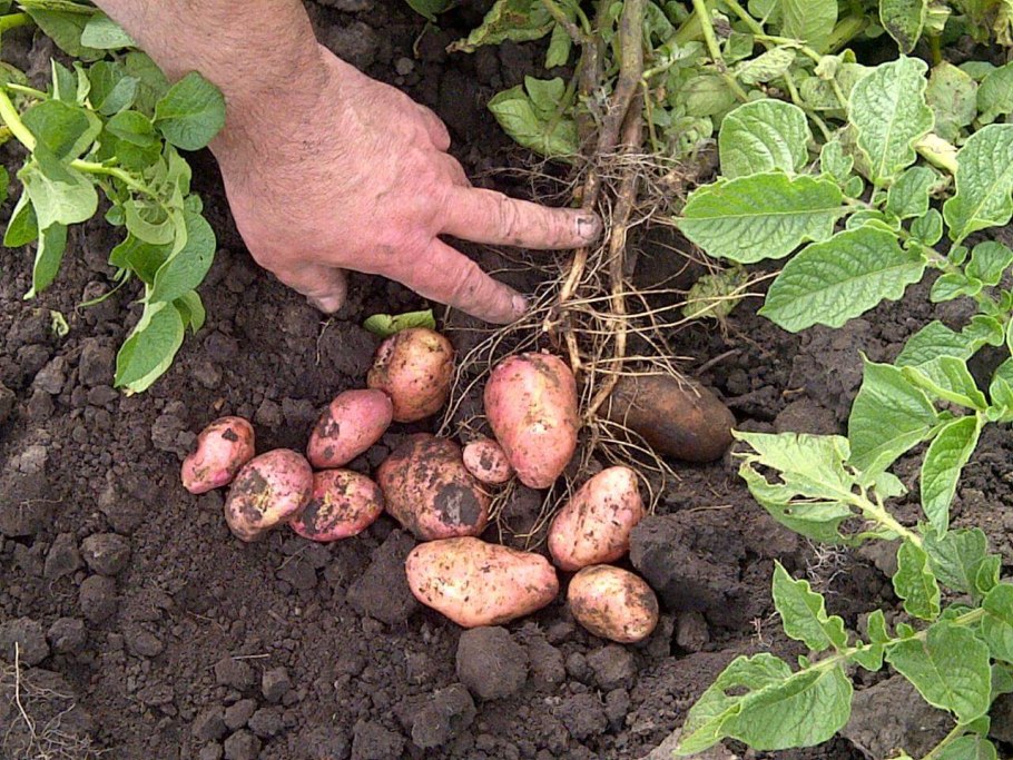 Картофель Свитанок