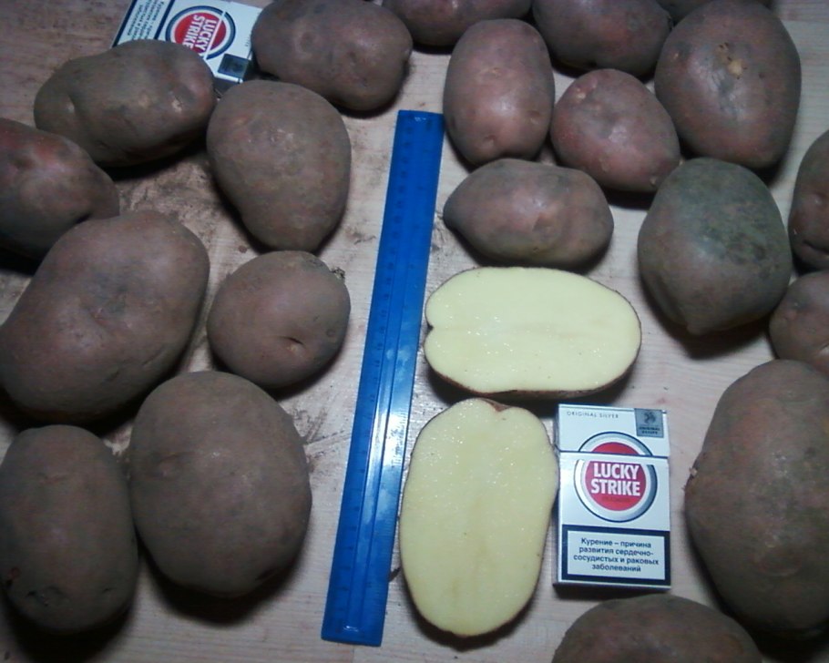 Сорт картофеля