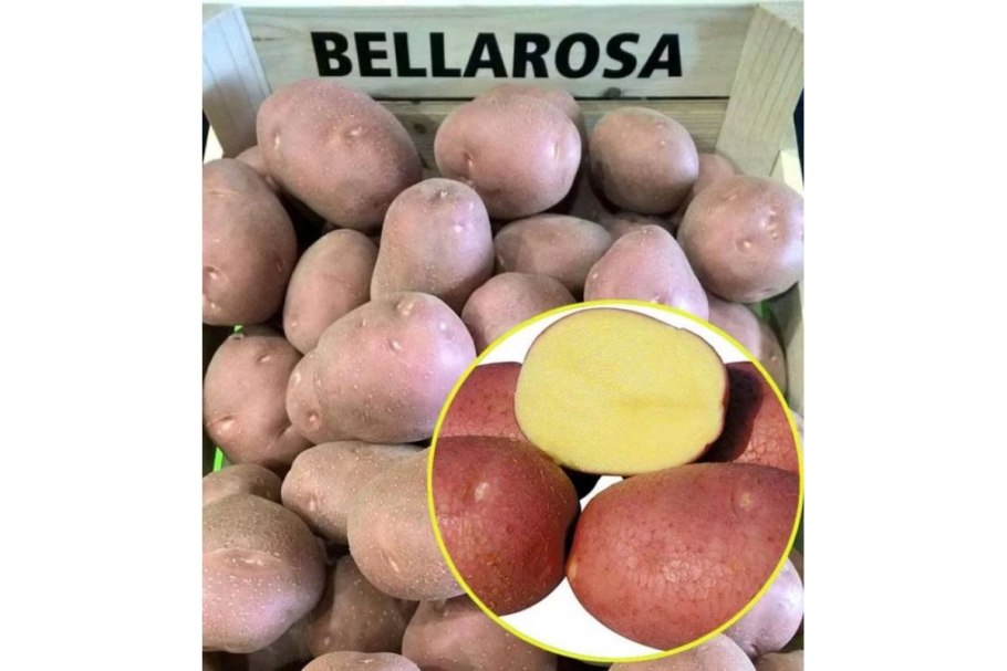 Картофель семенной Беллароза