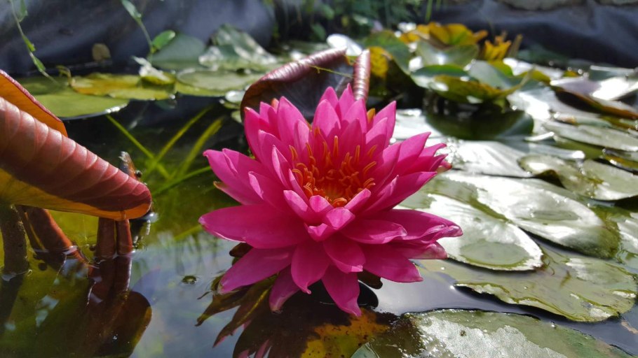 Кувшинка гибридная Nymphaea