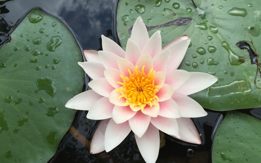 Земляная водяная Лилия